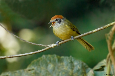 VERDINHO COROADO (Hylophilus poicilotis)
